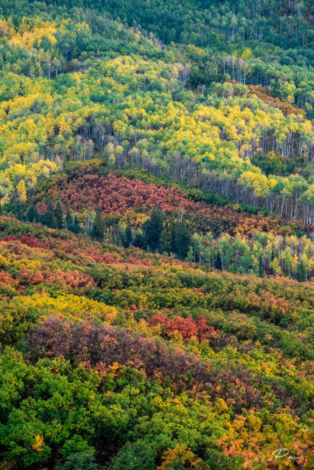 Red Aspens Print